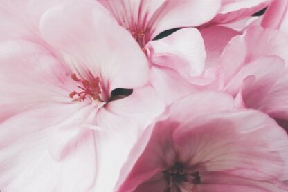 Elegant White & Pink Peony Bouquet