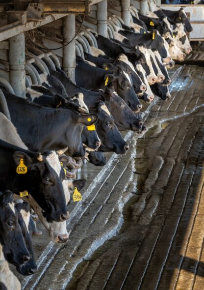 Farm-Fresh Milk