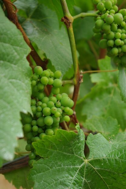 Green Grapes