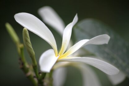 Elegant White Lily