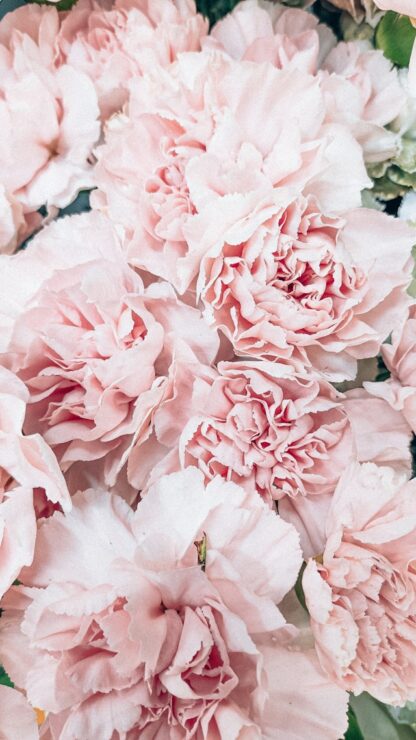 Pink Carnation Bouquet